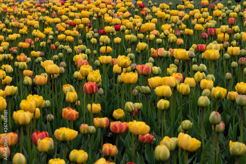 Tulip festival in Ottawa  Ontario. Tulip field. 