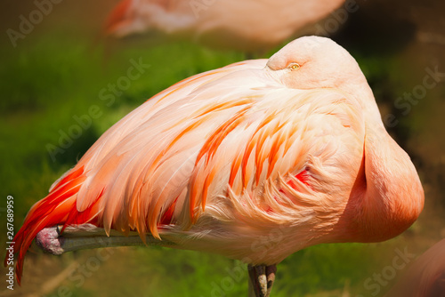 flamingo in zoo