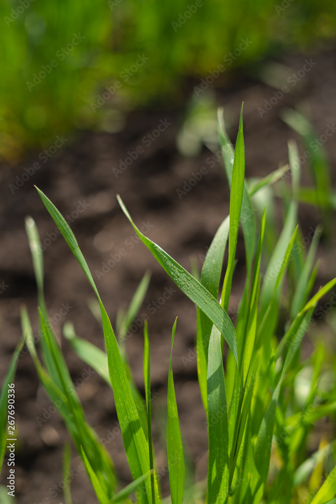 Young sprouts of wheat, closeup view field