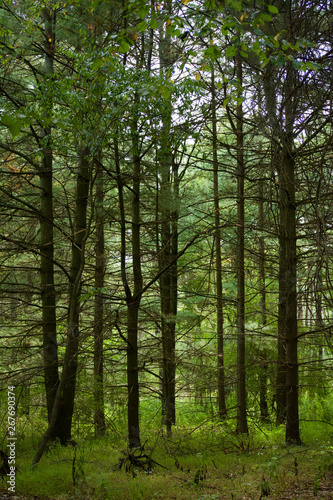 trees in the forest