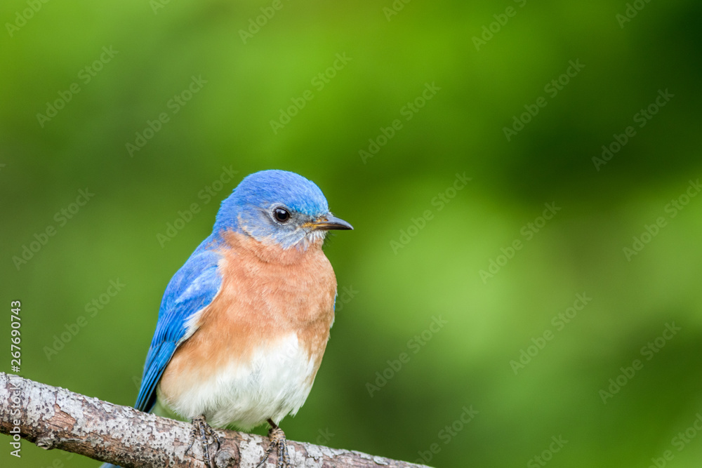 Fototapeta premium Eastern Bluebird Male, Sialia Sialis, perched on a branch in early Spring