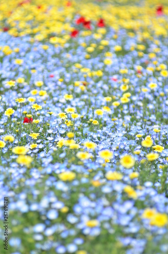 日本の春,花畑,福岡
