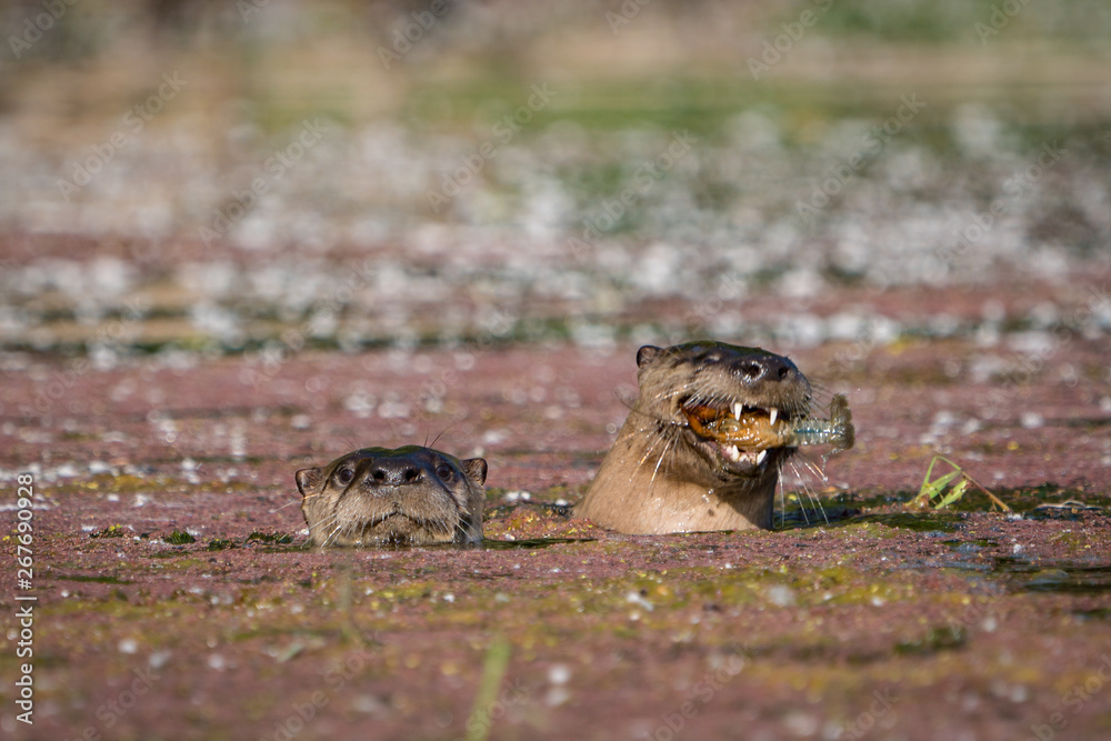Two river otters swimming together Two river otters swimming together
