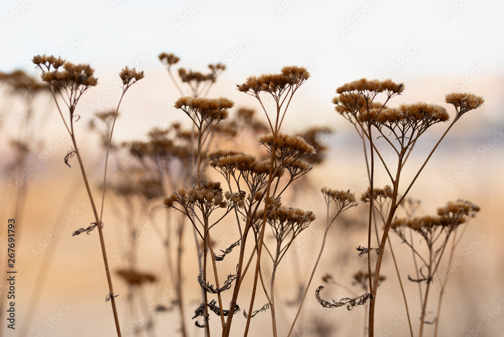 Obraz premium Silhouettes of an umbellate plant in the sunset sun