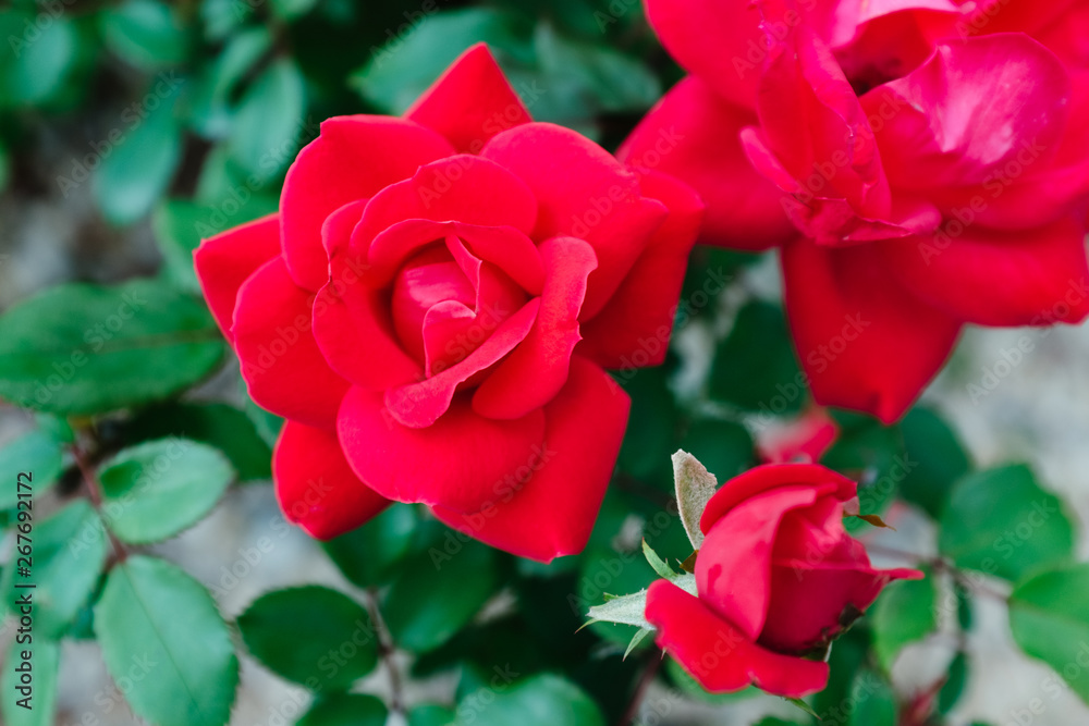 Blooming Red Roses in Spring Blooming Red Roses in Spring