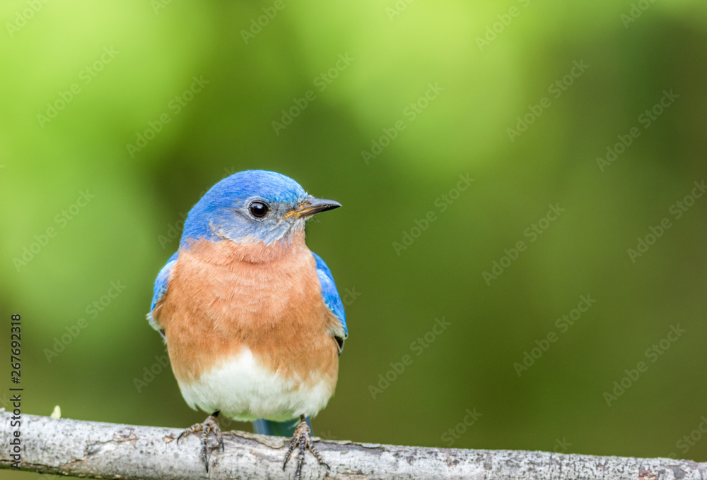 Fototapeta premium Eastern Bluebird Male, Sialia Sialis, perched on a branch in early Spring