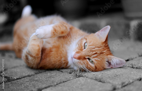 Ein hübscher roter Kater liegt verträumt auf dem steinernen Boden und streckt entspannt alle Pfoten von sich.  Lustige Katze beim Yoga. photo