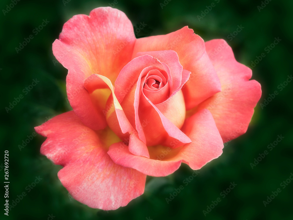Pink and yellow rose close-up