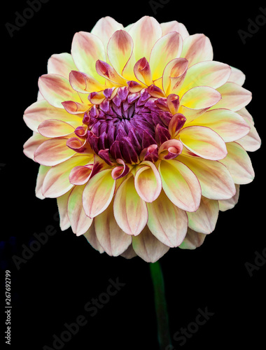 Dahlia