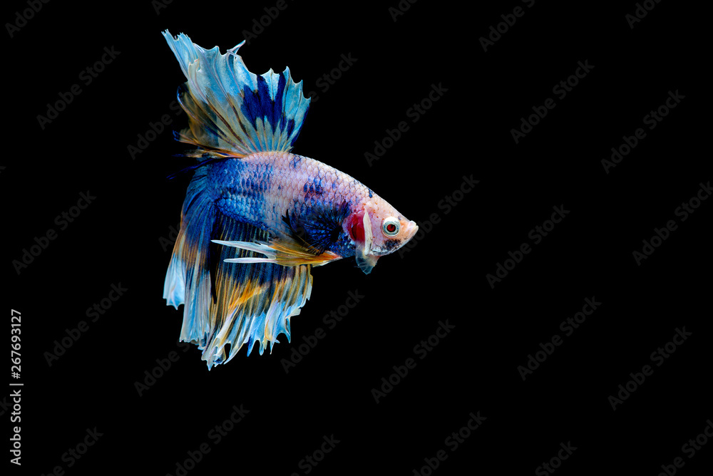 Fototapeta premium Colorful with main color of blue betta fish, Siamese fighting fish was isolated on black background. Fish also action of turn head in different direction during swim