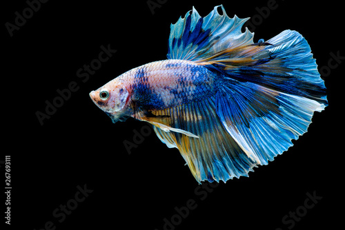 Colorful with main color of blue betta fish, Siamese fighting fish was isolated on black background. Fish also action of turn head in different direction during swim