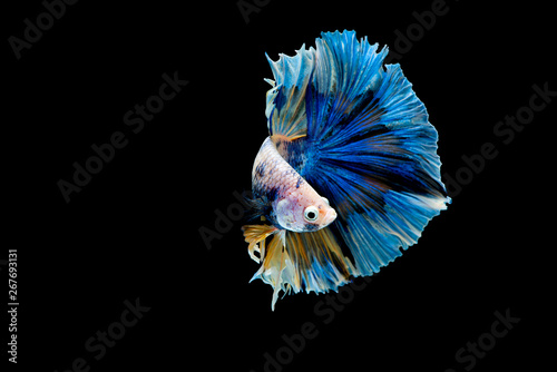 Colorful with main color of blue betta fish, Siamese fighting fish was isolated on black background. Fish also action of turn head in different direction during swim