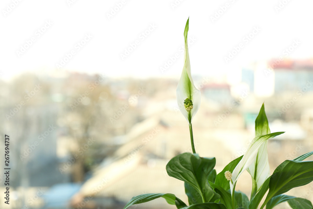 custom made wallpaper toronto digitalBeautiful Peace lily plant against blurred background, space for text