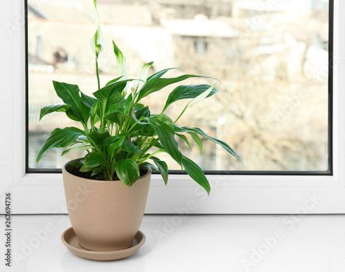 Beautiful Peace lily plant in pot on windowsill at home  space for text