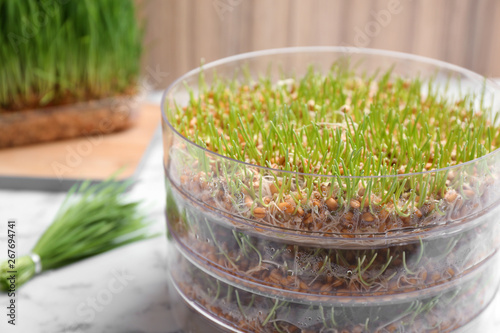 Wheat grass in sprouter on table, closeup with space for text photo