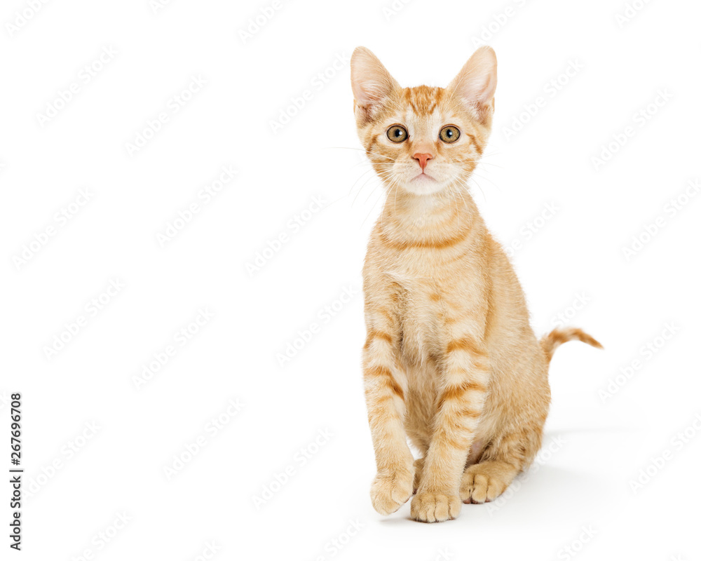 Cute Young Orange Tabby Kitten Sitting Tall