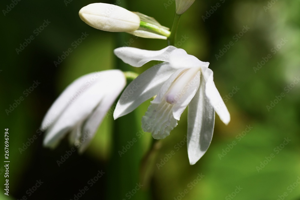 Obraz premium White hyacinth orchid / Bletilla striata