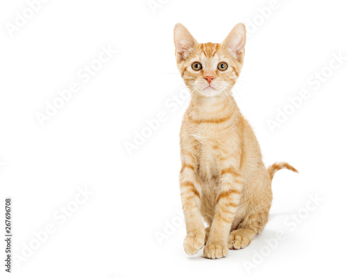 Cute Young Orange Tabby Kitten Sitting Tall