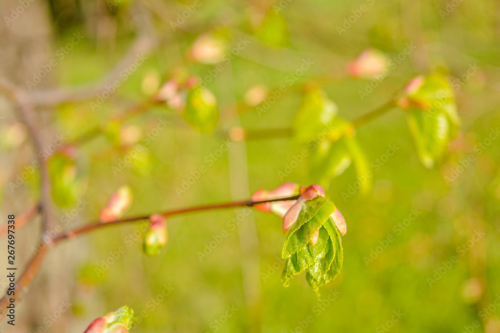 Tree branch with young blossoming leaves on blurred background in the spring Tree branch with young blossoming leaves on blurred background in the spring