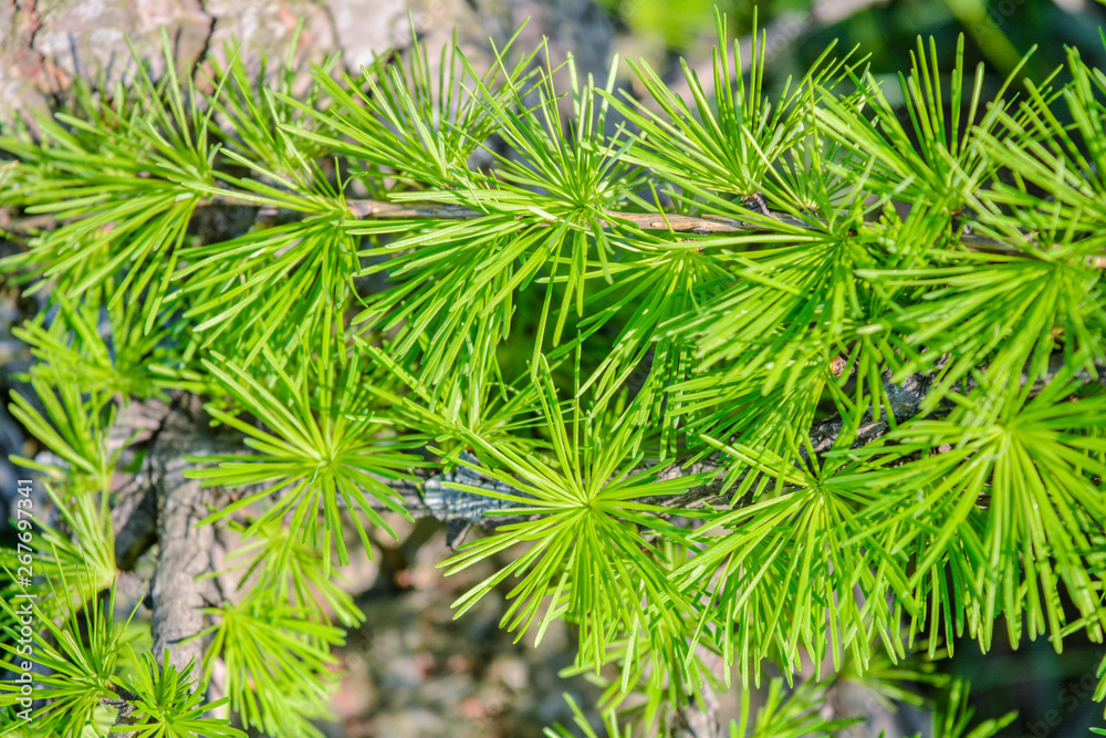 Fototapeta premium Bright green fluffy branches of larch tree Larix decidua Pendula. Closeup nature