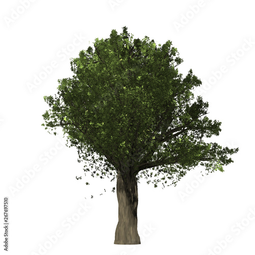 Oak tree graphic picture. Three-dimensional light and shadow design. For decorating the garden and forest.