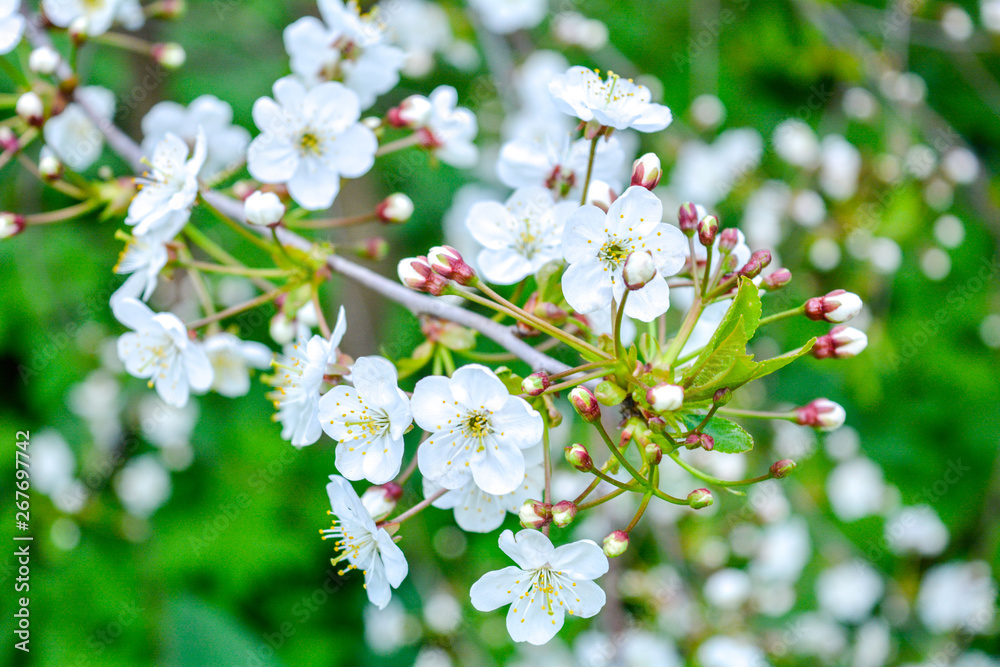 Wild apple tree branch with white flowers Wild apple tree branch with white flowers