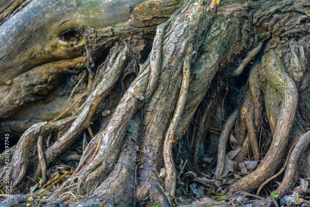 Texture of tree bark with green moss