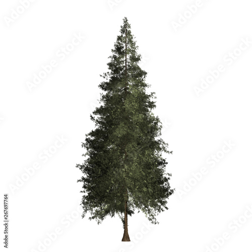 Redwood tree graphic picture. Chrismas tree Three-dimensional light and shadow design. For decorating the garden and forest.