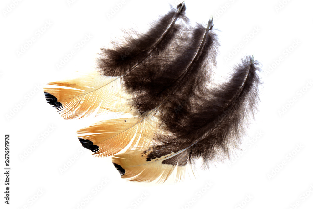 The feathers, white background The feathers, white background