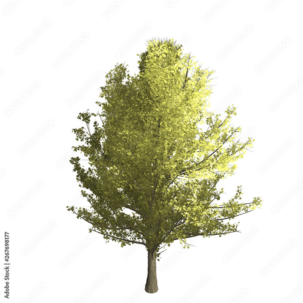 Fototapeta premium Ginko tree graphic picture. Three-dimensional light and shadow design. For decorating the garden and forest.