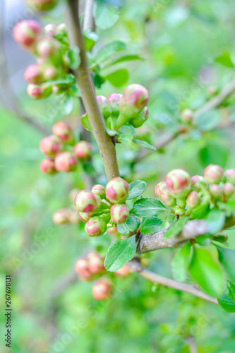 Close up of flower buds at the tip of a bush branch starting to bloom in spring