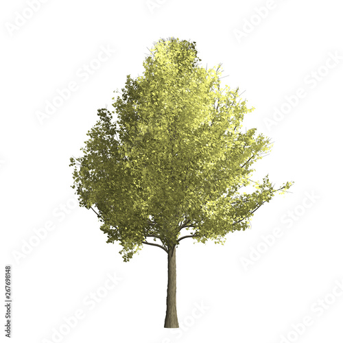 Ginko tree graphic picture. Three-dimensional light and shadow design. For decorating the garden and forest.