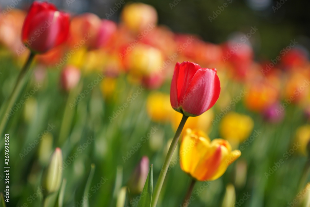 tulips tulips