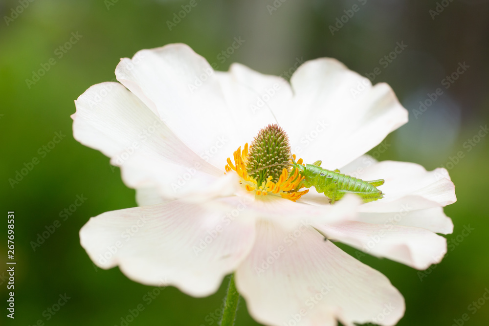 Obraz premium 白い花の蜜を吸う小さなバッタ