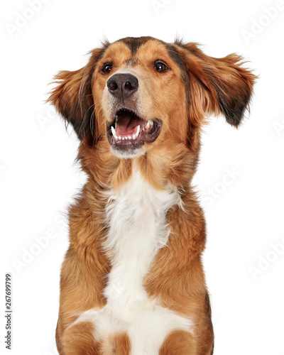 фотографія Excited Happy Large Mixed Breed Dog Closeup