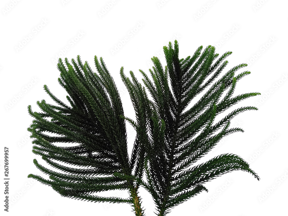 Hoop pine leaves or norfolk island pine leaf on white background. Green leaf isolated on white background. Hoop pine leaves or norfolk island pine leaf on white background. Green leaf isolated on white background.