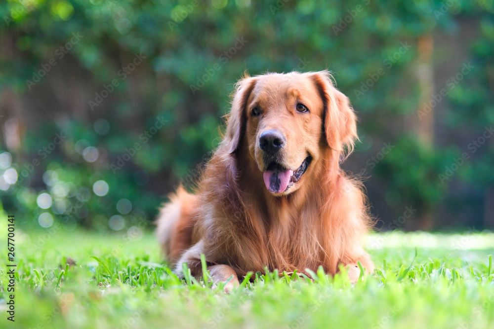 Golden Retriever