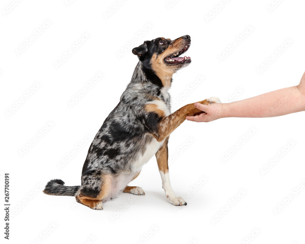 Friendly Aussie Dog Shaking Hands Friendly Aussie Dog Shaking Hands