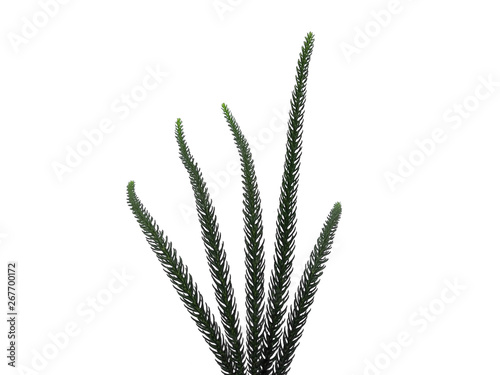 Hoop pine leaves or norfolk island pine leaf on white background. Green leaf isolated on white background. photo