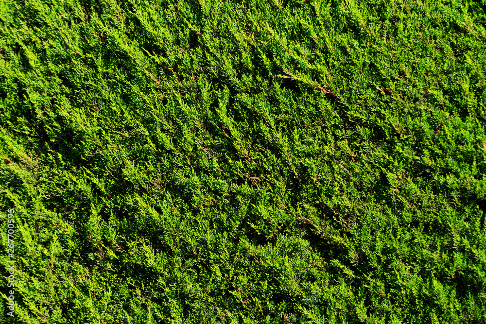 Green hedge background with copy space Green hedge background with copy space