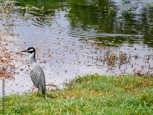 great blue heron in lake