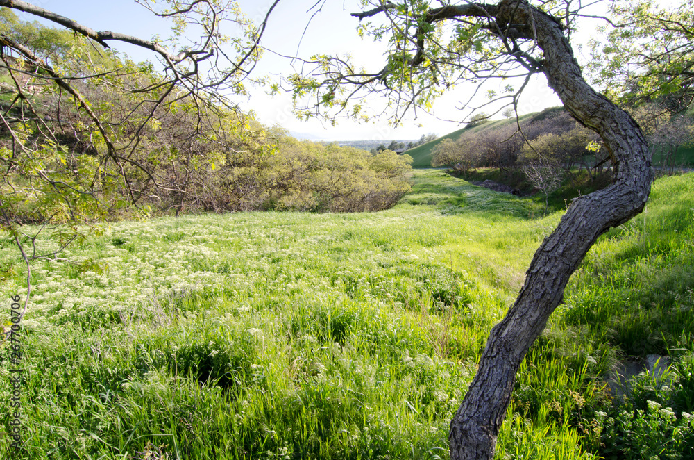 meadow, country, tree, bent tree, oak tree, path, grass, lush meadow, country, tree, bent tree, oak tree, path, grass, lush