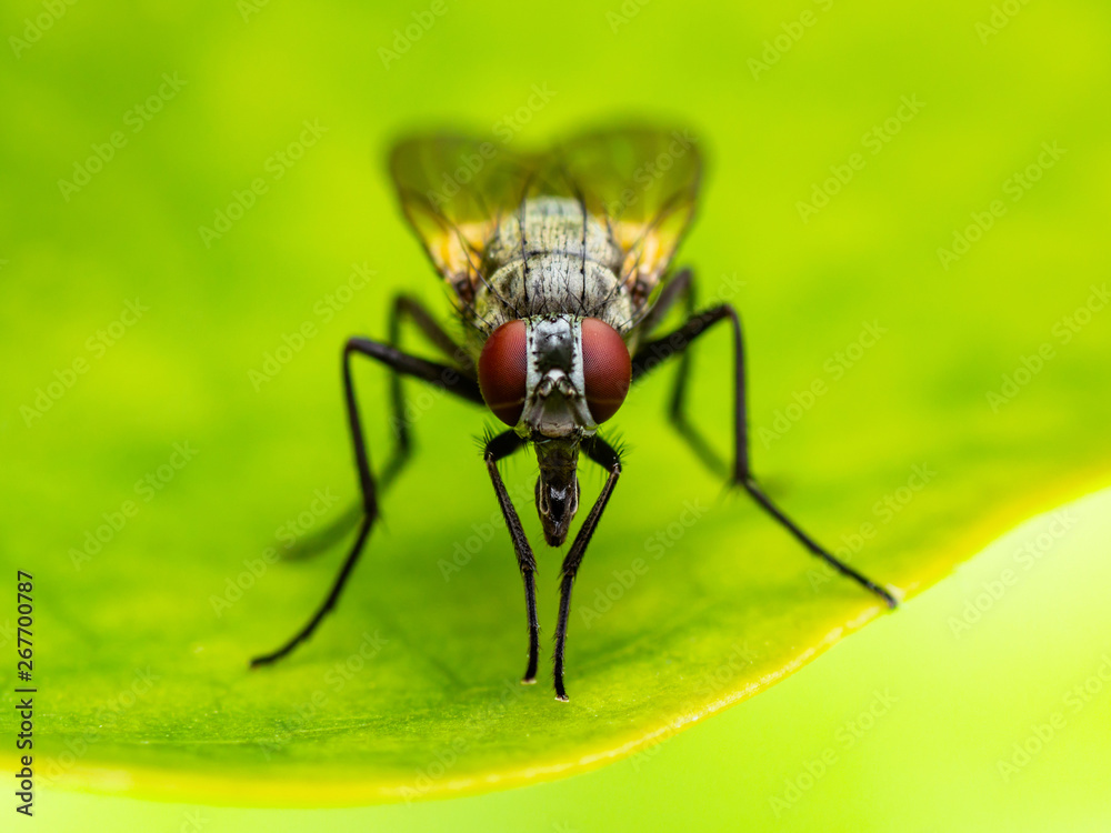 Obraz premium Exotic Drosophila Fruit Fly Diptera Parasite Insect on Plant Leaf Macro