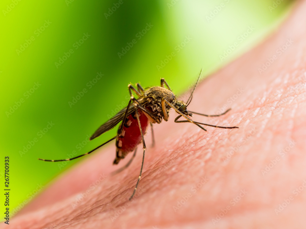 Encephalitis, Yellow Fever, Malaria Disease, Mayaro or Zika Virus Infected Culex Mosquito Parasite Insect Macro on Green Background Encephalitis, Yellow Fever, Malaria Disease, Mayaro or Zika Virus Infected Culex Mosquito Parasite Insect Macro on Green Background