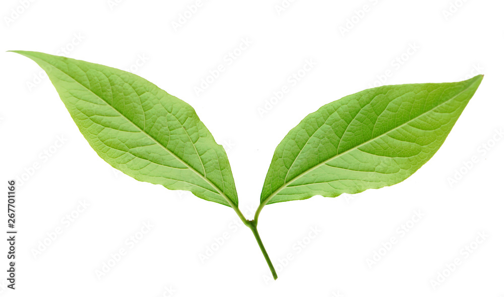 fresh green leaves isolated on white background fresh green leaves isolated on white background