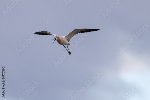 American avocet flying in the wild 