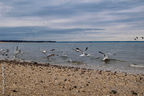 seagulls on the beach