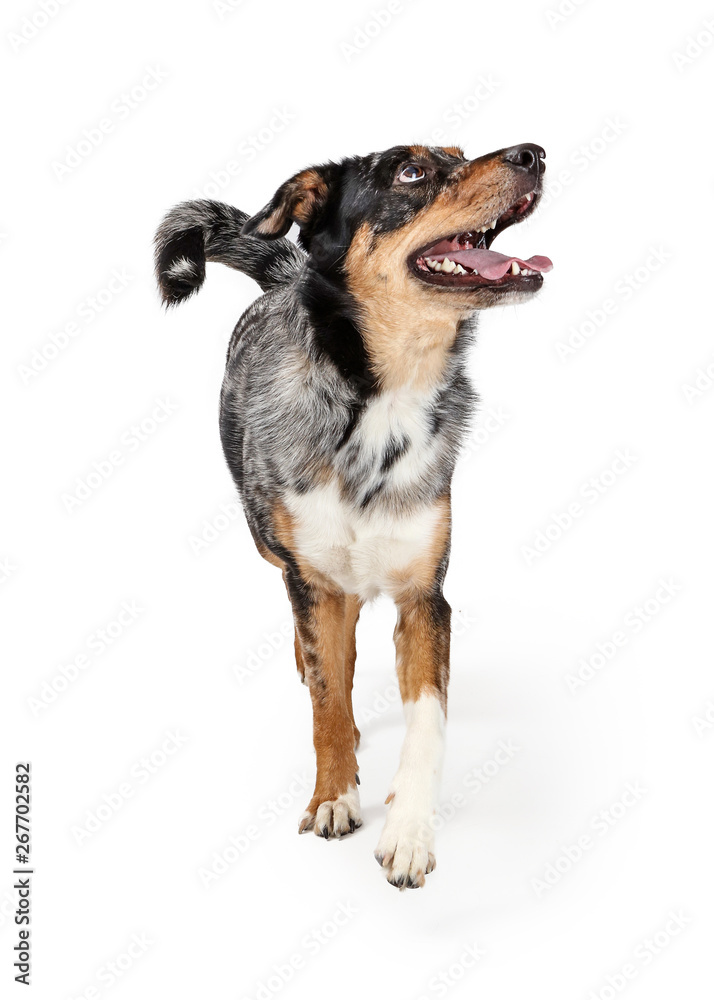 Happy Excited Aussie Dog Walking Forward Looking Up Happy Excited Aussie Dog Walking Forward Looking Up