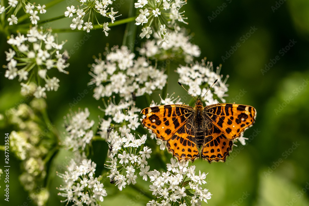 Obraz premium Nature