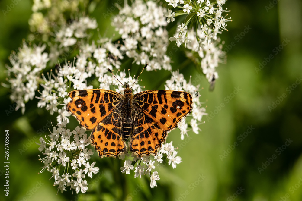 Obraz premium Nature